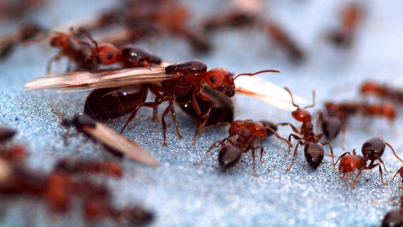 Sciamatura di Crematogaster schmidti